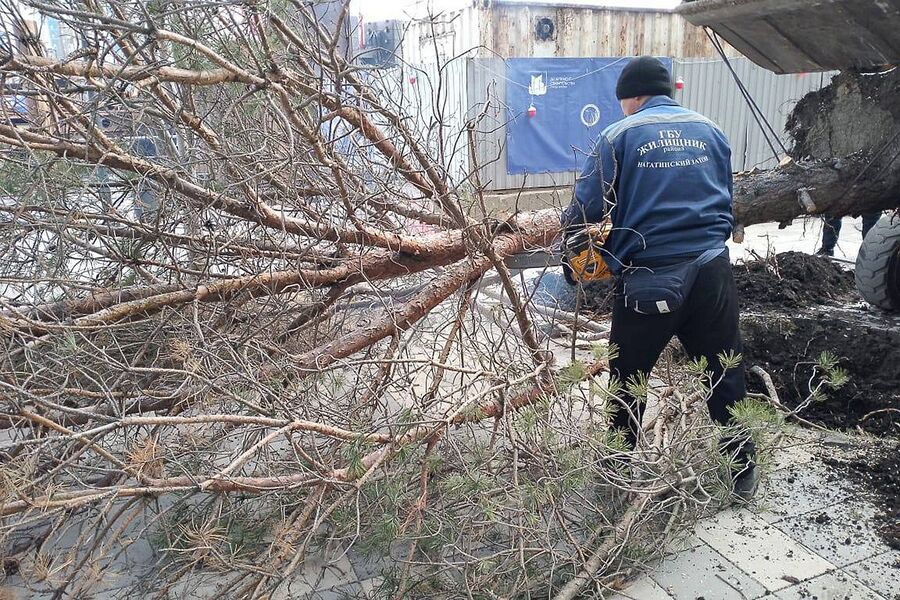 РИА Новости: более 100 деревьев упали в Москве и области из-за сильного ветра